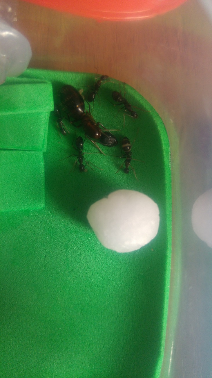 Colonia Camponatus Barbaricus (Valleynat)