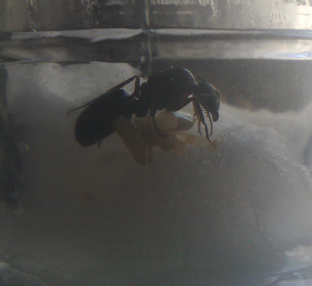 C. Barbaricus Dodger