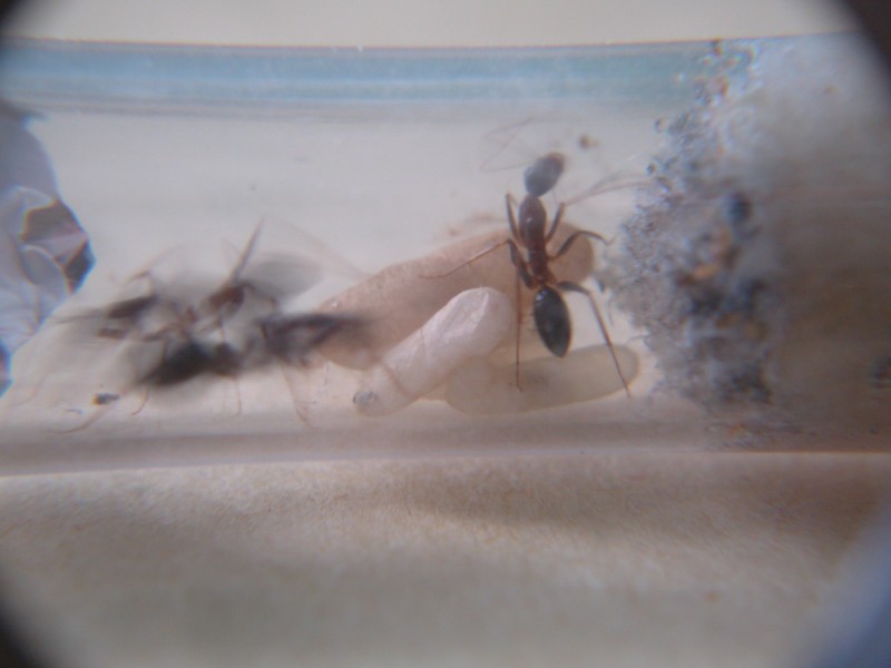 Capullo C.barbaricus