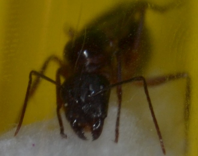 alada