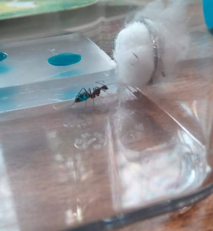 camponotus barbaricus 2