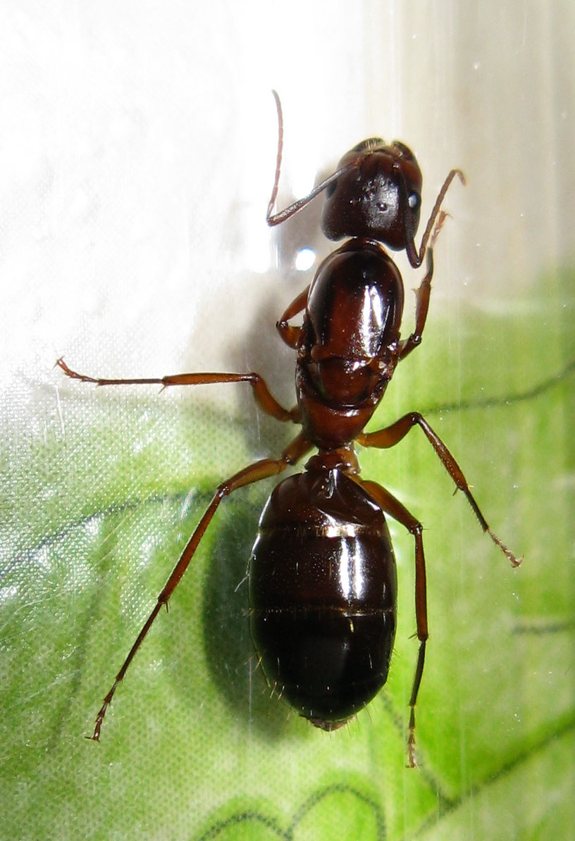 Reina Camponotus Barbaricus