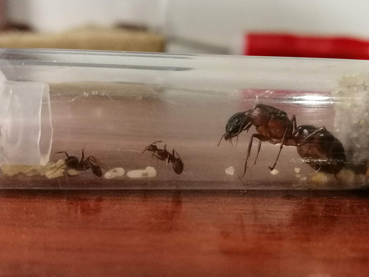 Colonia Camponotus Barbaricus