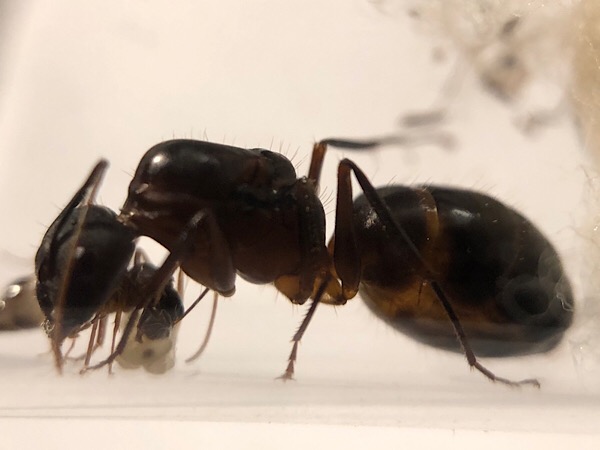 Reina Camponotus barbaricus