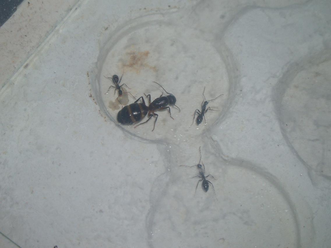 mis barbaricus 1