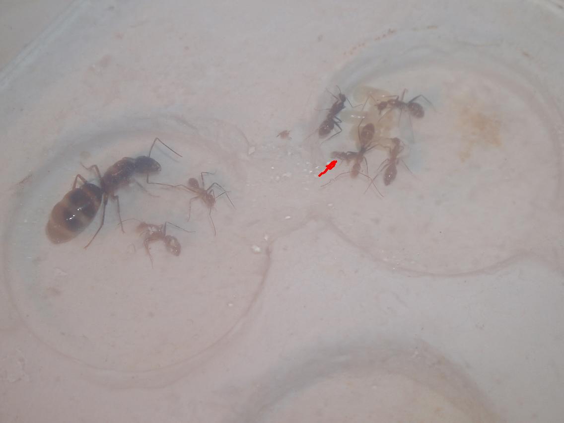camponotus barbaricus 1