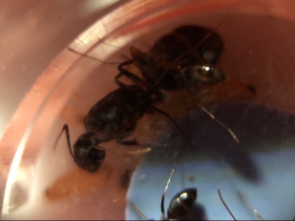 Camponotus barbaricus