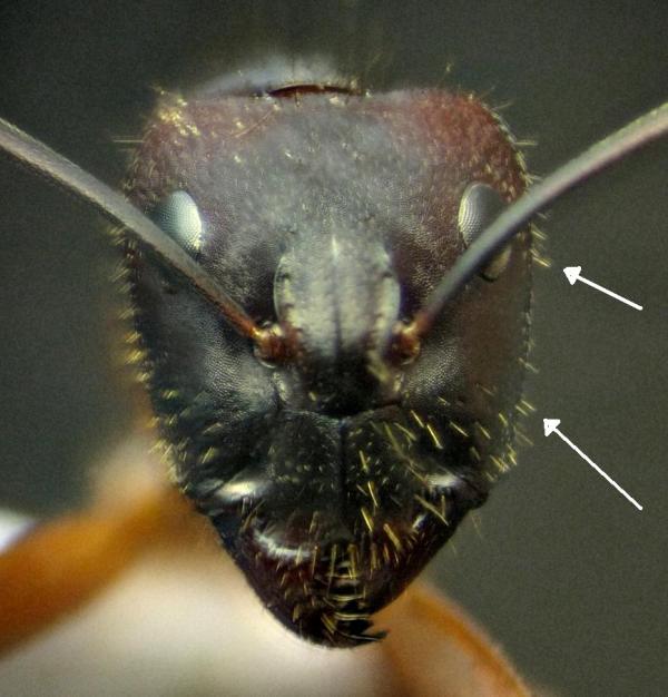 C. barbaricus