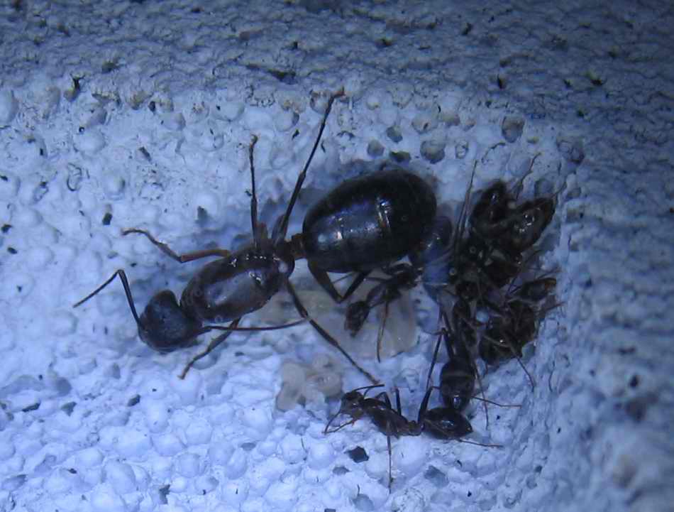 camponatus barbaricus1