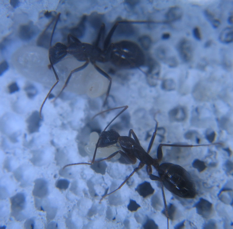 camponatus barbaricus