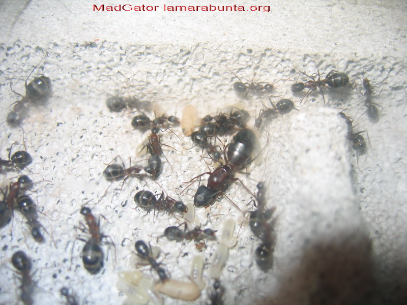 camponatus barbaricus02