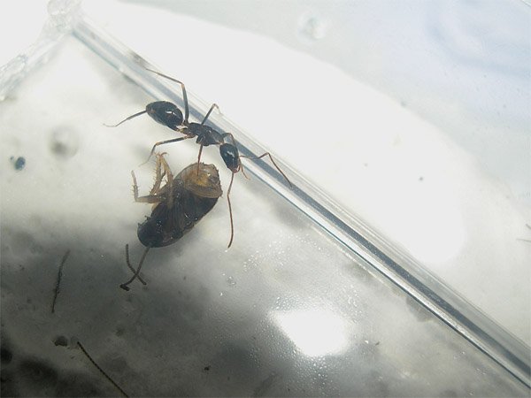 Camponotus barbaricus.