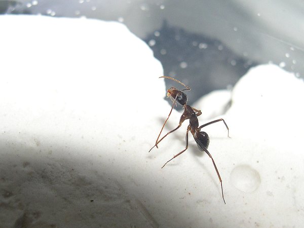 Camponotus barbricus