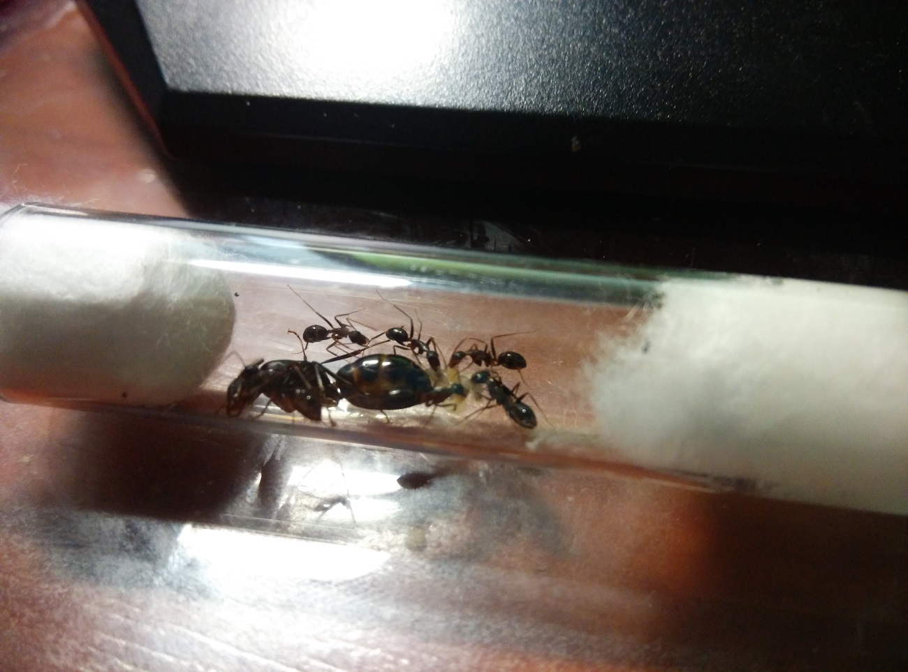 Reina de C. barbaricus en tubo de ensayo