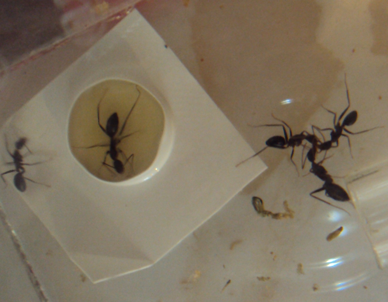 trofalaxia triple y nataci�n