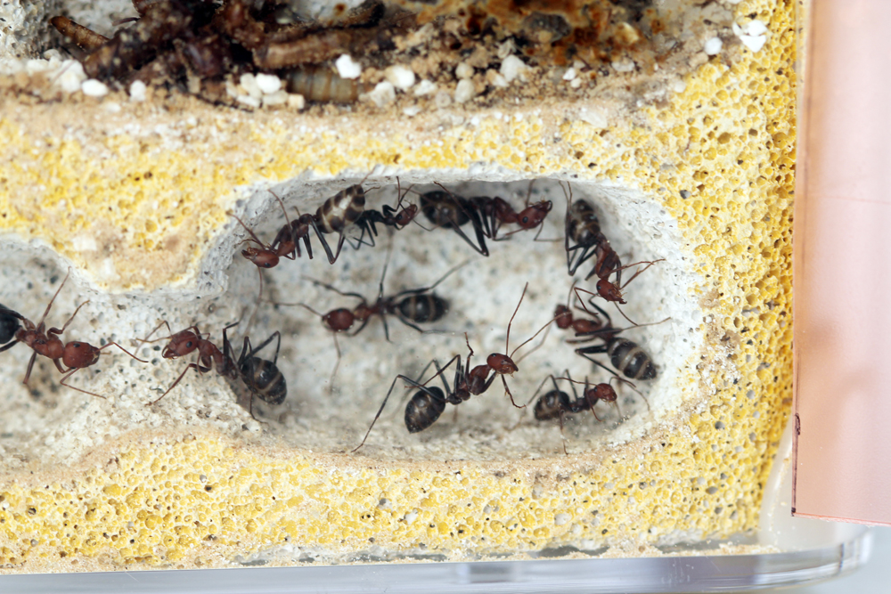 Cataglyphis
