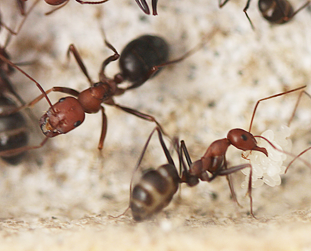 Huevos Cataglyphis Velox