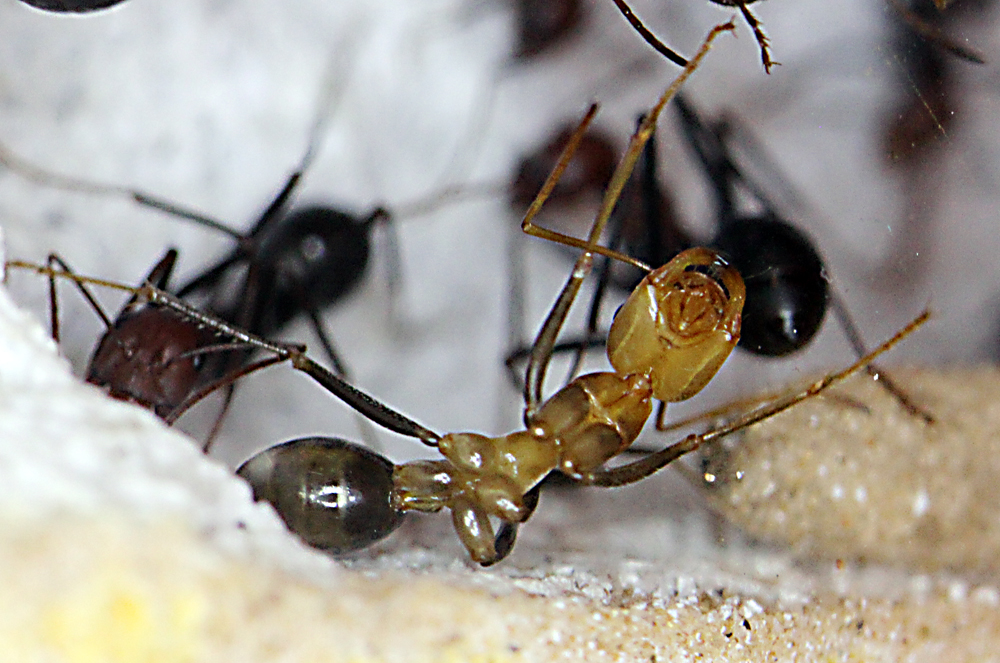 Cataglyphis Velox