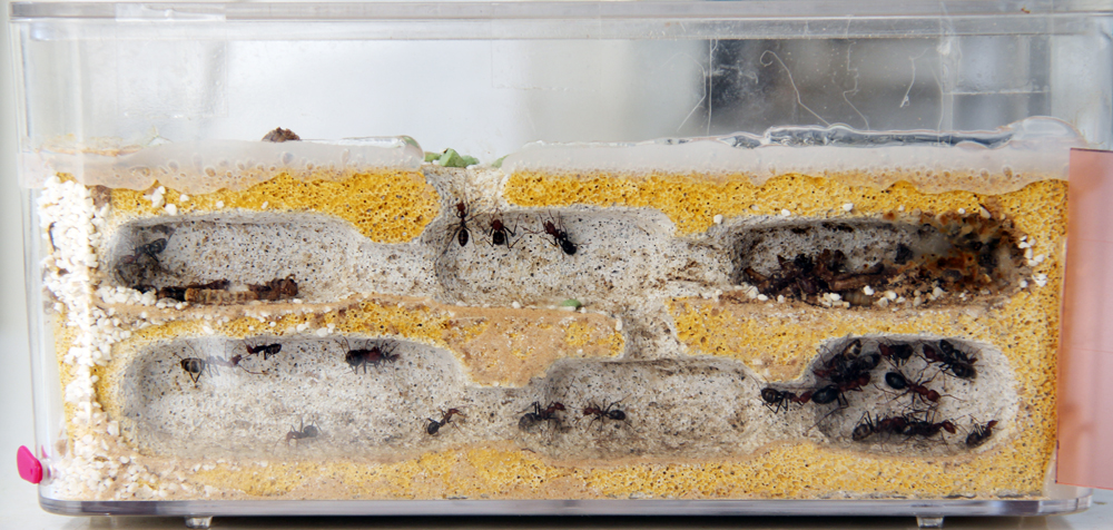 Cataglyphis