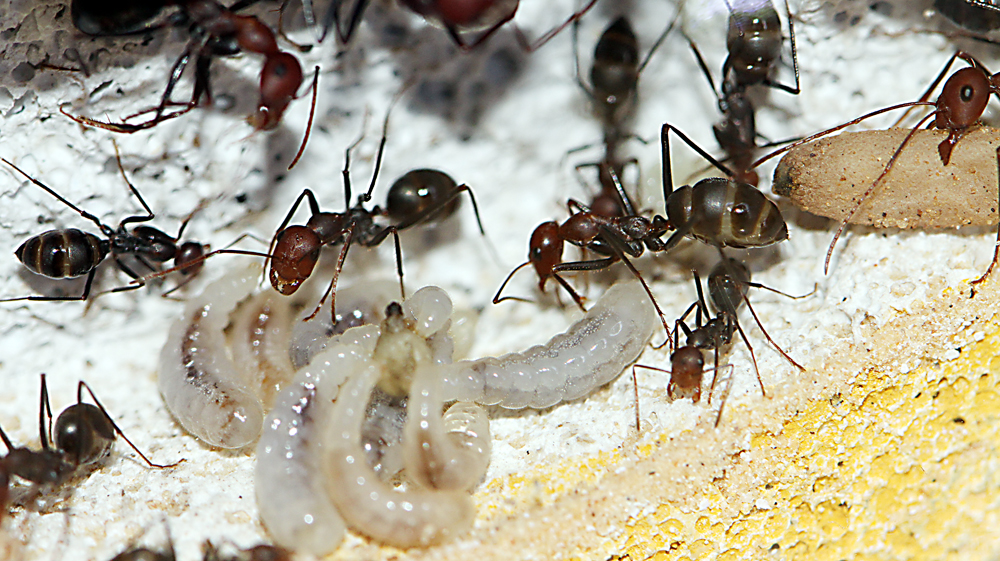 Cataglyphis Velox