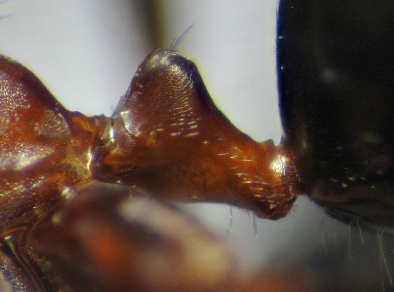 Cataglyphis velox