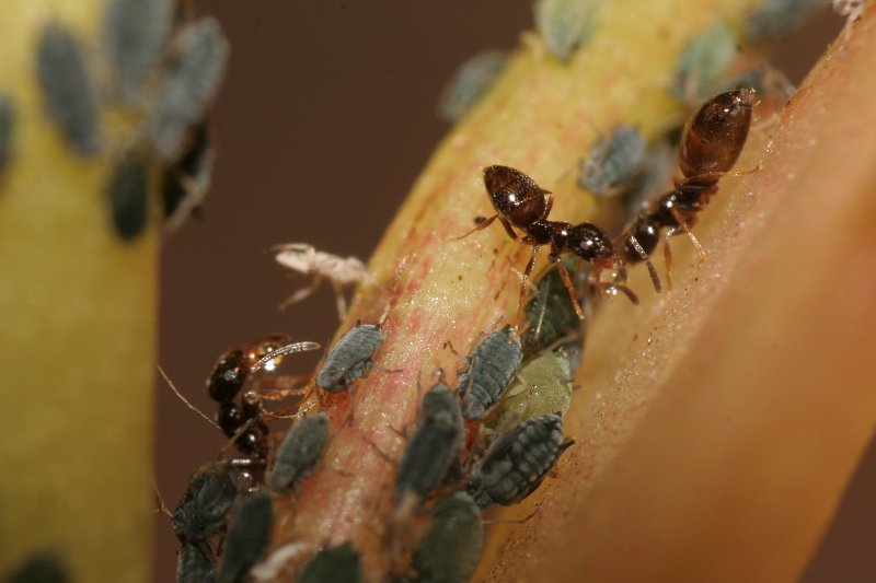 Plagiolepis pygmaea pastoreando