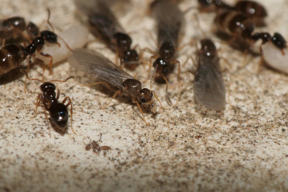 Alados de P. pygmaea