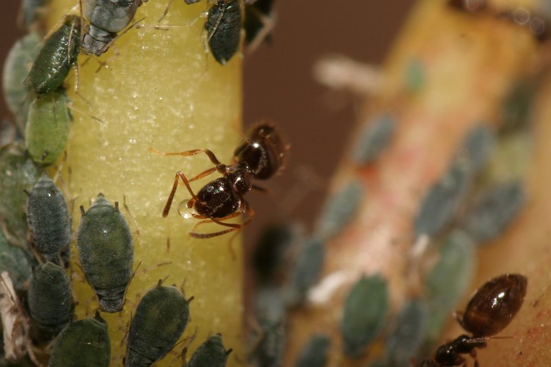 Plagiolepis pygmaea