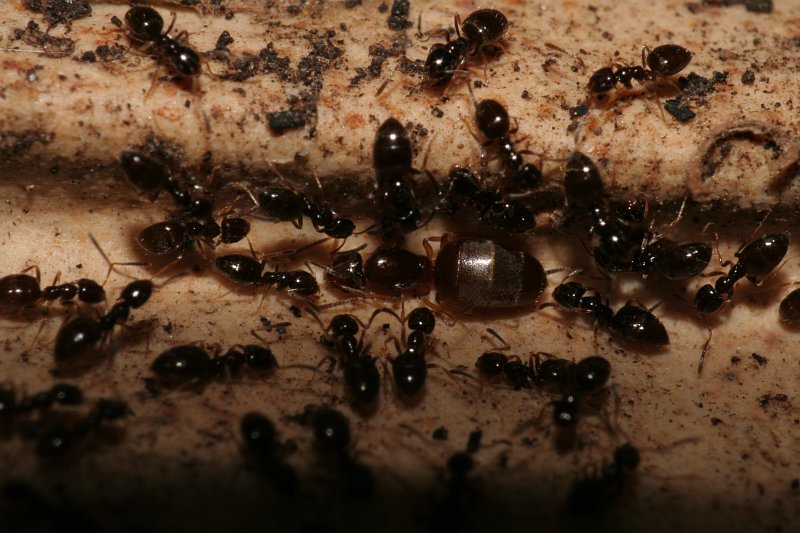 Colonia de Plagiolepis pigmaea