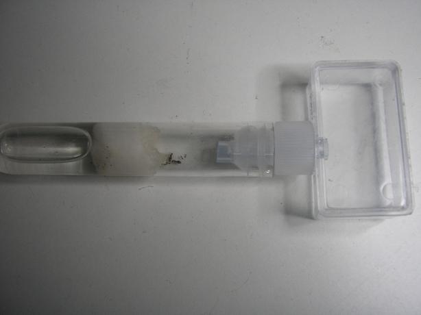 1plagiolepsis pygmaea