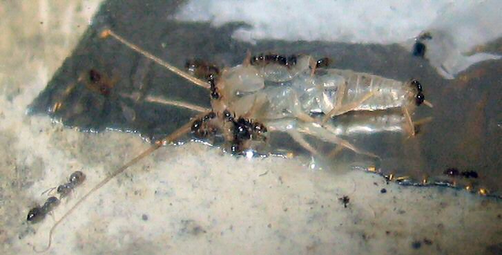Plagiolepis pygmaeas devorando un lepisma