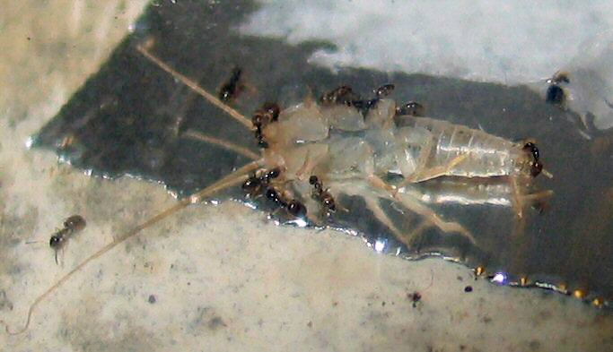 Plagiolepis pygmaeas devorando un lepisma