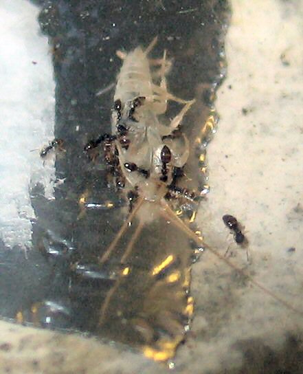 Plagiolepis pygmaeas devorando un lepisma