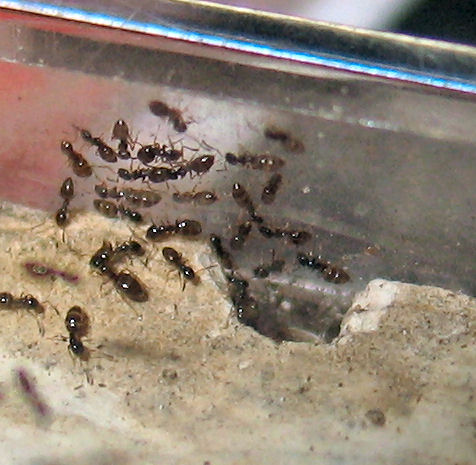 Colonia Plagiolepis pygmaea