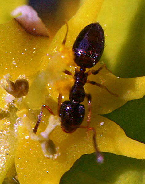 Plagiolepis