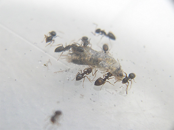Plagiolepis pygmaea.