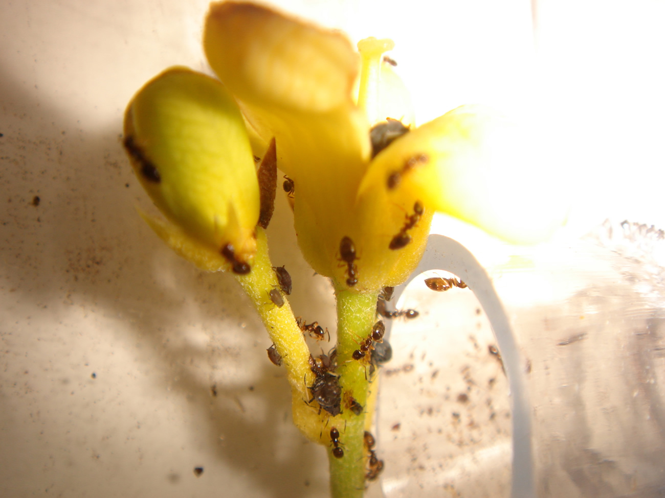 Plagiolepis pygmaea aliment?ndose en una flor de la planta Pittosporum tobira infestada de pulgones