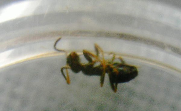 Plagiolepis pygmea-3