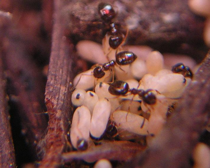 Plagiolepis pygmaea