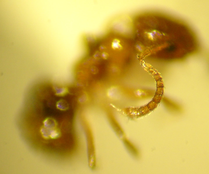 Plagiolepis pygmaea -detalle antena- (x45)