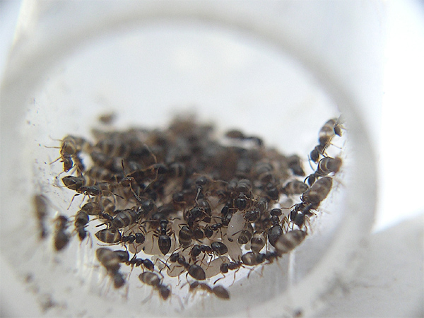 Plagiolepis pygmaea jalando.
