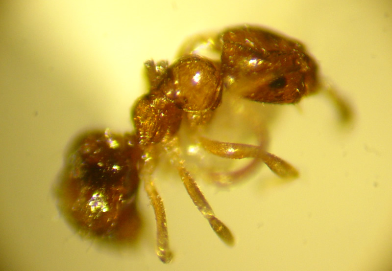 Plagiolepis pygmaea (x45)