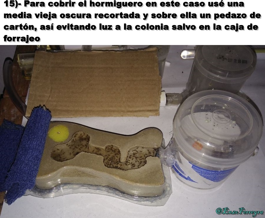 Hormiguero casero de cemento