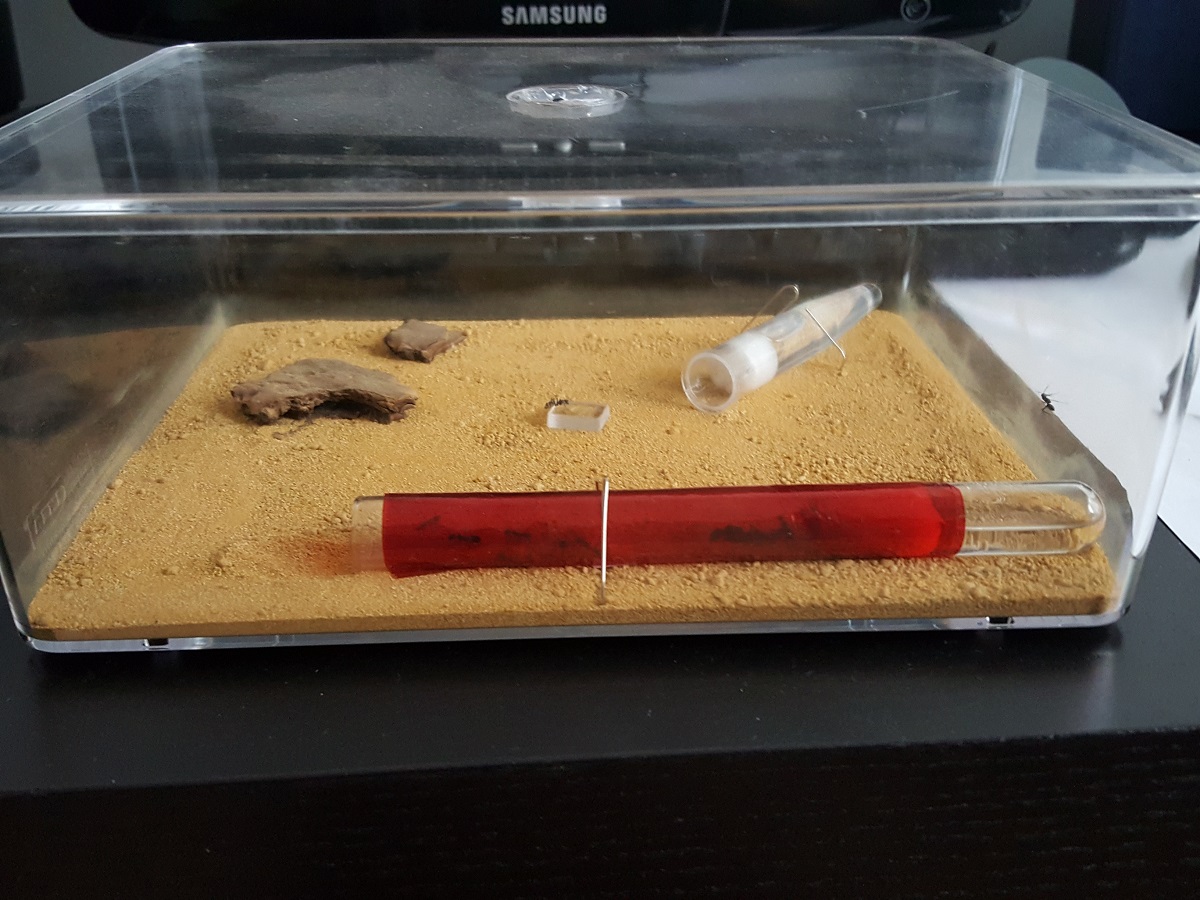 Caja forrajeo 2