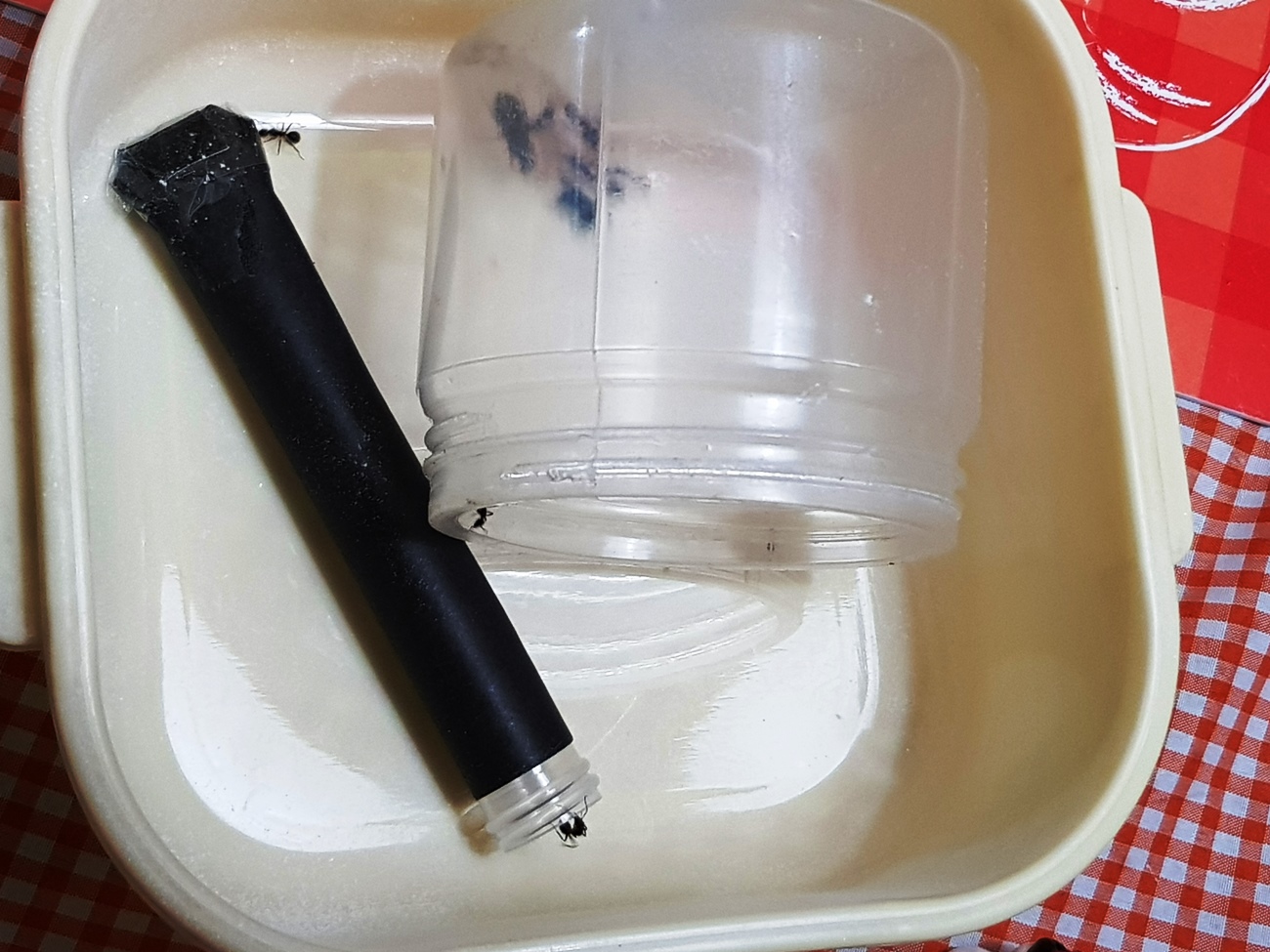 Camponotus morosus