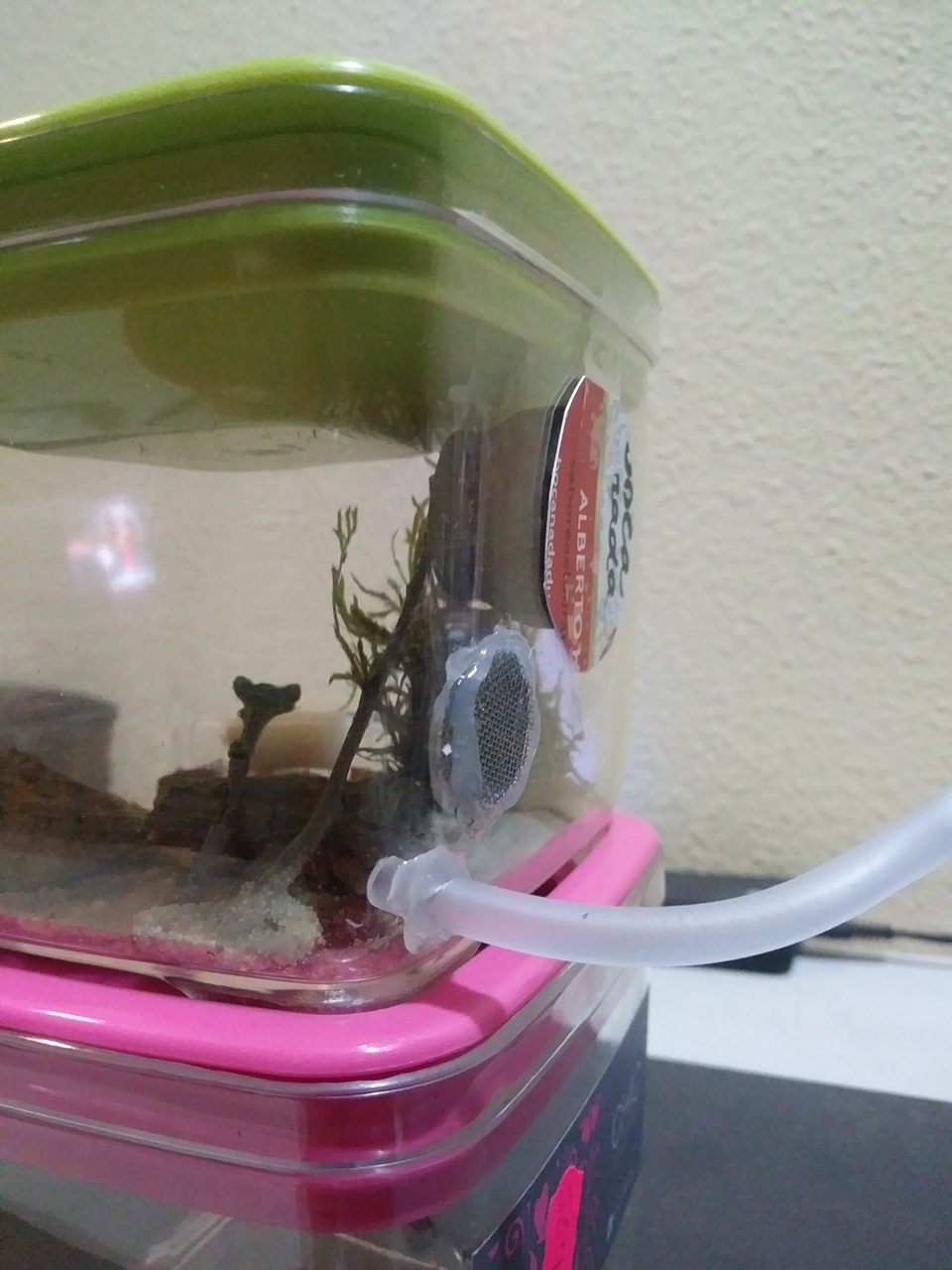 Hormiguero Scutellaris 2