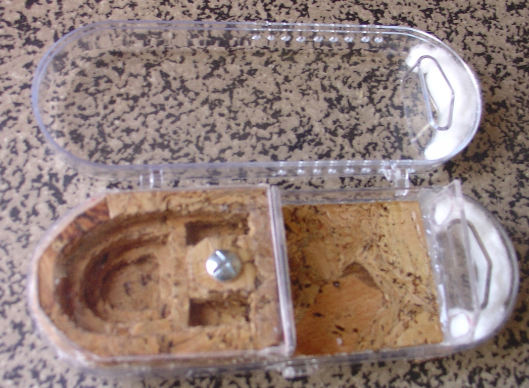 caja para reina cruentatus