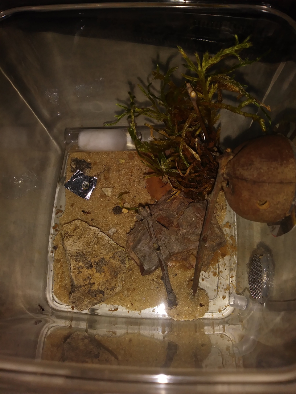 Hormiguero Scutellaris 3