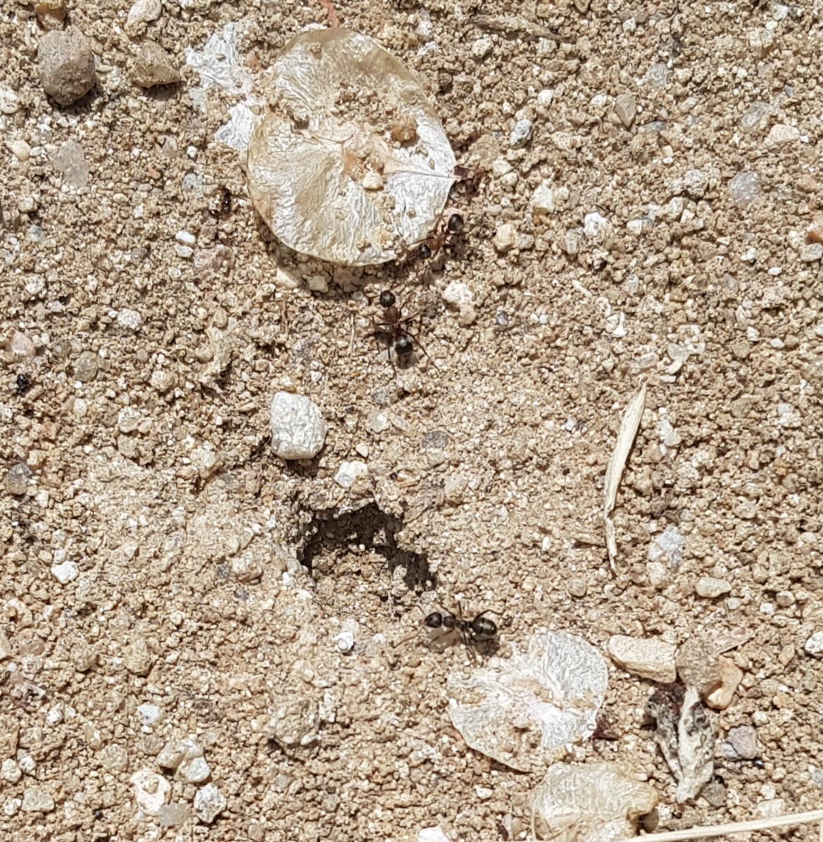 Me podr�an decir el nombre de la especie