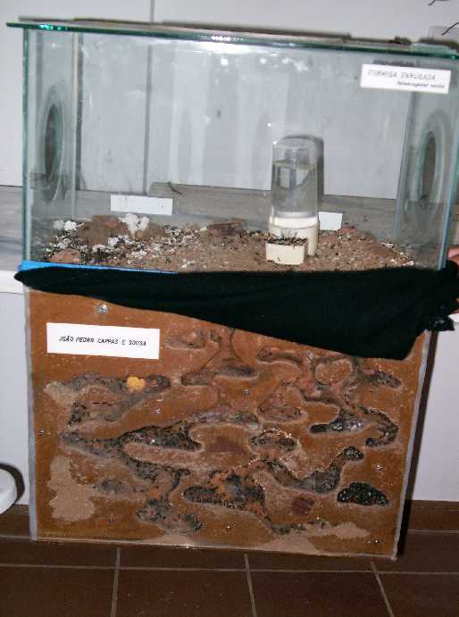 Hormiguero de Aphaenogaster senilis
